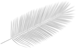 shape image
